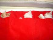 Despu&eacute;s de la operaci&oacute;n